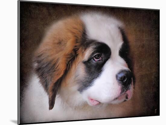 Saint Bernard Puppy Portrait-Jai Johnson-Mounted Giclee Print
