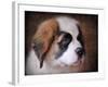 Saint Bernard Puppy Portrait-Jai Johnson-Framed Giclee Print