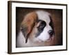 Saint Bernard Puppy Portrait-Jai Johnson-Framed Giclee Print