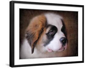 Saint Bernard Puppy Portrait-Jai Johnson-Framed Giclee Print