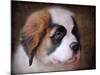 Saint Bernard Puppy Portrait-Jai Johnson-Mounted Giclee Print