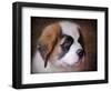 Saint Bernard Puppy Portrait-Jai Johnson-Framed Giclee Print