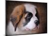 Saint Bernard Puppy Portrait-Jai Johnson-Mounted Giclee Print