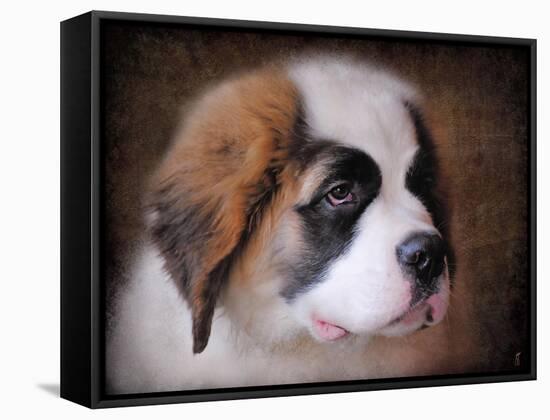 Saint Bernard Puppy Portrait-Jai Johnson-Framed Stretched Canvas