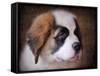 Saint Bernard Puppy Portrait-Jai Johnson-Framed Stretched Canvas