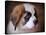 Saint Bernard Puppy Portrait-Jai Johnson-Stretched Canvas