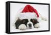 Saint Bernard Puppy, Vogue, Asleep Wearing a Father Christmas Hat-Mark Taylor-Framed Stretched Canvas