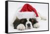 Saint Bernard Puppy, Vogue, Asleep Wearing a Father Christmas Hat-Mark Taylor-Framed Stretched Canvas