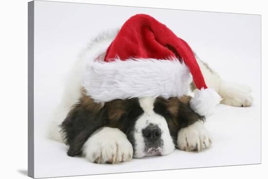 Saint Bernard Puppy, Vogue, Asleep Wearing a Father Christmas Hat-Mark Taylor-Stretched Canvas