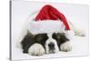 Saint Bernard Puppy, Vogue, Asleep Wearing a Father Christmas Hat-Mark Taylor-Stretched Canvas