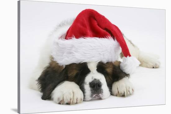 Saint Bernard Puppy, Vogue, Asleep Wearing a Father Christmas Hat-Mark Taylor-Stretched Canvas