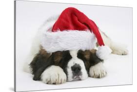 Saint Bernard Puppy, Vogue, Asleep Wearing a Father Christmas Hat-Mark Taylor-Stretched Canvas