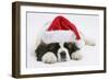 Saint Bernard Puppy, Vogue, Asleep Wearing a Father Christmas Hat-Mark Taylor-Framed Photographic Print