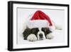 Saint Bernard Puppy, Vogue, Asleep Wearing a Father Christmas Hat-Mark Taylor-Framed Photographic Print