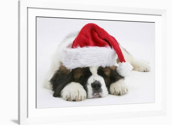 Saint Bernard Puppy, Vogue, Asleep Wearing a Father Christmas Hat-Mark Taylor-Framed Photographic Print