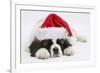 Saint Bernard Puppy, Vogue, Asleep Wearing a Father Christmas Hat-Mark Taylor-Framed Photographic Print