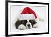 Saint Bernard Puppy, Vogue, Asleep Wearing a Father Christmas Hat-Mark Taylor-Framed Photographic Print