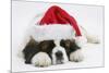 Saint Bernard Puppy, Vogue, Asleep Wearing a Father Christmas Hat-Mark Taylor-Mounted Photographic Print