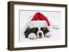 Saint Bernard Puppy, Vogue, Asleep Wearing a Father Christmas Hat-Mark Taylor-Framed Photographic Print