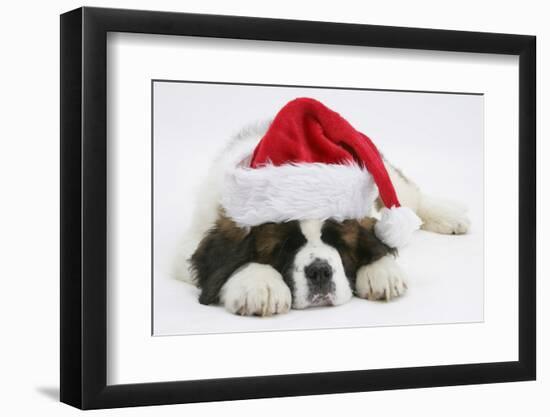 Saint Bernard Puppy, Vogue, Asleep Wearing a Father Christmas Hat-Mark Taylor-Framed Photographic Print