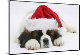 Saint Bernard Puppy, Vogue, Asleep Wearing a Father Christmas Hat-Mark Taylor-Mounted Photographic Print