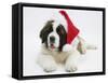 Saint Bernard Puppy, Vogue, Wearing a Father Christmas Hat-Mark Taylor-Framed Stretched Canvas