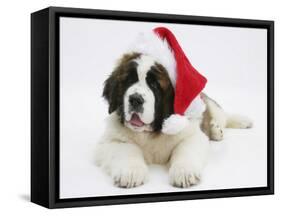 Saint Bernard Puppy, Vogue, Wearing a Father Christmas Hat-Mark Taylor-Framed Stretched Canvas