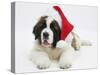 Saint Bernard Puppy, Vogue, Wearing a Father Christmas Hat-Mark Taylor-Stretched Canvas