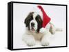 Saint Bernard Puppy, Vogue, Wearing a Father Christmas Hat-Mark Taylor-Framed Stretched Canvas