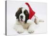 Saint Bernard Puppy, Vogue, Wearing a Father Christmas Hat-Mark Taylor-Stretched Canvas