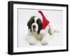 Saint Bernard Puppy, Vogue, Wearing a Father Christmas Hat-Mark Taylor-Framed Photographic Print