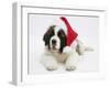 Saint Bernard Puppy, Vogue, Wearing a Father Christmas Hat-Mark Taylor-Framed Photographic Print