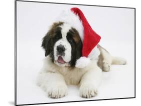 Saint Bernard Puppy, Vogue, Wearing a Father Christmas Hat-Mark Taylor-Mounted Photographic Print