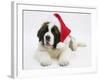 Saint Bernard Puppy, Vogue, Wearing a Father Christmas Hat-Mark Taylor-Framed Photographic Print