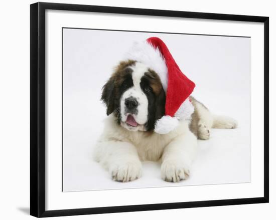 Saint Bernard Puppy, Vogue, Wearing a Father Christmas Hat-Mark Taylor-Framed Photographic Print