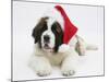 Saint Bernard Puppy, Vogue, Wearing a Father Christmas Hat-Mark Taylor-Mounted Photographic Print