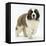 Saint Bernard Puppy, Vogue-Mark Taylor-Framed Stretched Canvas