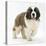 Saint Bernard Puppy, Vogue-Mark Taylor-Stretched Canvas