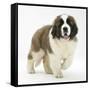 Saint Bernard Puppy, Vogue-Mark Taylor-Framed Stretched Canvas