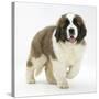 Saint Bernard Puppy, Vogue-Mark Taylor-Stretched Canvas