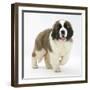 Saint Bernard Puppy, Vogue-Mark Taylor-Framed Photographic Print