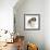 Saint Bernard Puppy, Vogue-Mark Taylor-Framed Photographic Print displayed on a wall