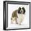 Saint Bernard Puppy, Vogue-Mark Taylor-Framed Photographic Print