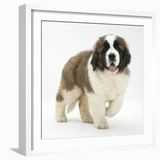 Saint Bernard Puppy, Vogue-Mark Taylor-Framed Photographic Print