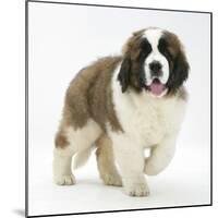 Saint Bernard Puppy, Vogue-Mark Taylor-Mounted Photographic Print