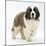 Saint Bernard Puppy, Vogue-Mark Taylor-Mounted Photographic Print