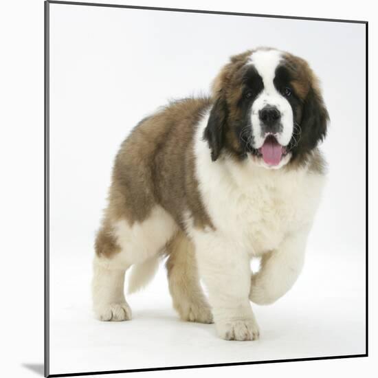 Saint Bernard Puppy, Vogue-Mark Taylor-Mounted Photographic Print