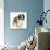 Saint Bernard Puppy, Vogue-Mark Taylor-Photographic Print displayed on a wall