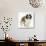 Saint Bernard Puppy, Vogue-Mark Taylor-Photographic Print displayed on a wall