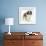 Saint Bernard Puppy, Vogue-Mark Taylor-Framed Photographic Print displayed on a wall